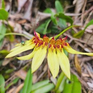 Bulbophyllum longiflorum Orchidac eae Indigène La Réunion 38.jpeg