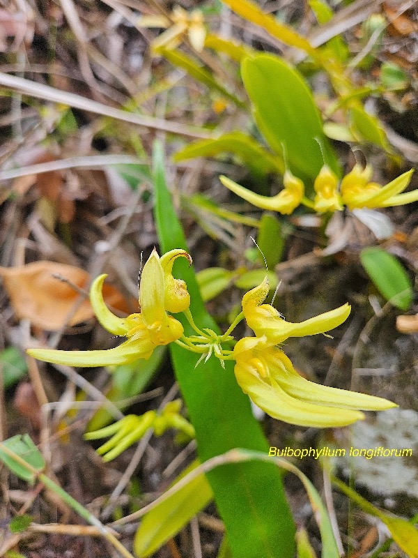 Bulbophyllum longiflorum Orchidac eae Indigène La Réunion 40.jpeg