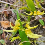 Bulbophyllum longiflorum Orchidac eae Indigène La Réunion 40.jpeg