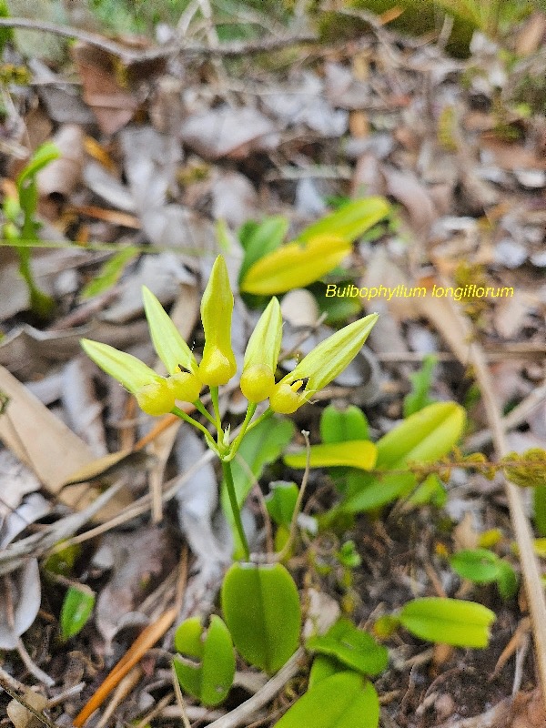 bulbophyllum longiflorum Orchidaceae Indigène La Réunion 24.jpeg