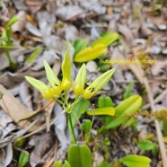 bulbophyllum longiflorum Orchidaceae Indigène La Réunion 24.jpeg