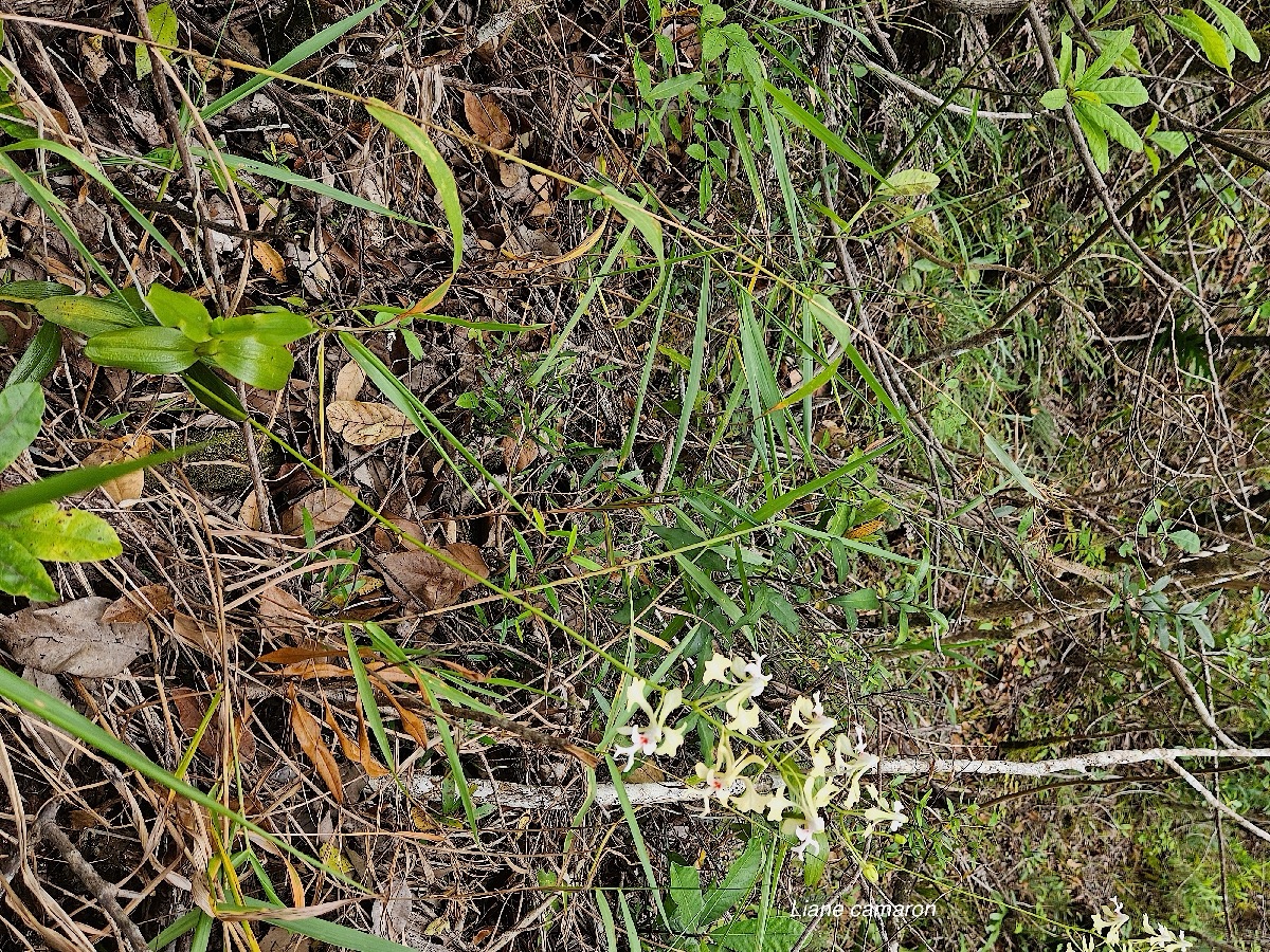 Cryptopus elatus Liane camaron Orchidacea e Endémique La Réunion, Maurice 41.jpeg