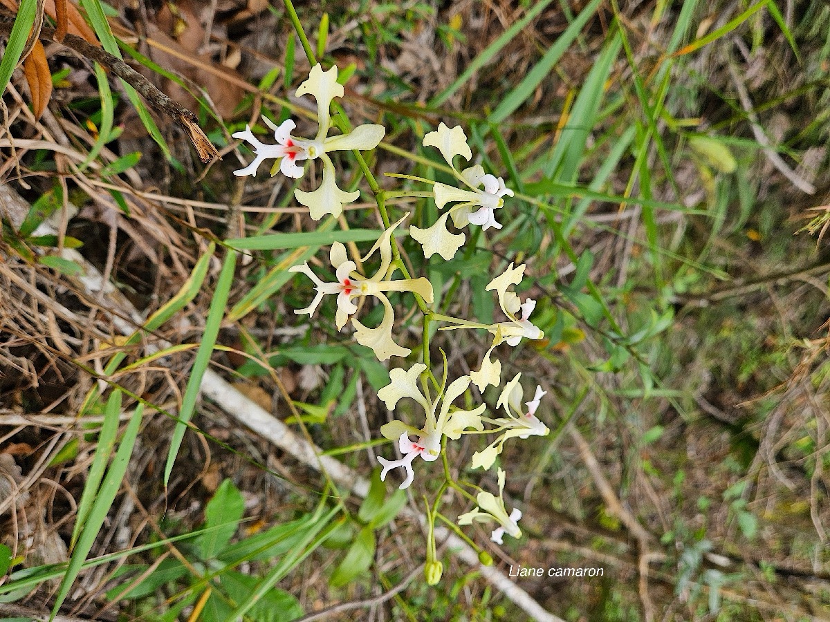 Cryptopus elatus Liane camaron Orchidacea e Endémique La Réunion, Maurice 46.jpeg