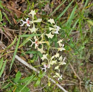 Cryptopus elatus Liane camaron Orchidacea e Endémique La Réunion, Maurice 46.jpeg