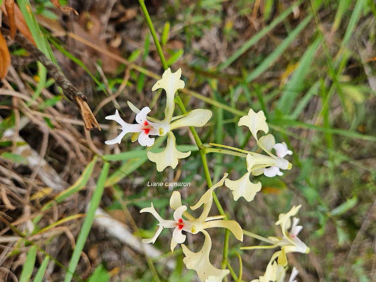 Cryptopus elatus Liane camaron Orchidacea e Endémique La Réunion, Maurice 52.jpeg