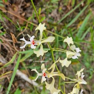 Cryptopus elatus Liane camaron Orchidacea e Endémique La Réunion, Maurice 52.jpeg