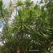 Dracaena reflexa Bois de chandelle Aspa ragaceae Indigène La Réunion 3675.jpeg