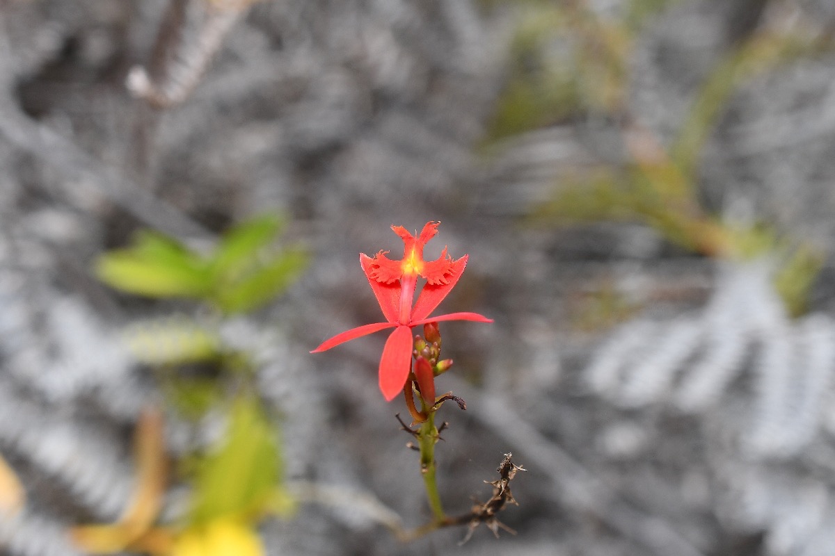 Epidendrum radicans Orchidaceae Cultivé.jpeg