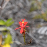 Epidendrum radicans Orchidaceae Cultivé.jpeg