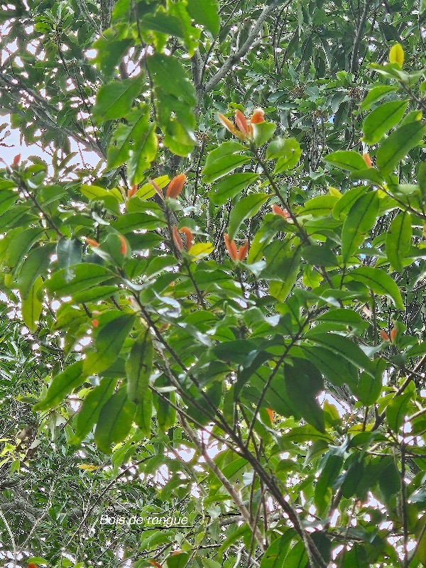 Erythroxylum laurifolium Bois de rongue Erythroxylaceae Endémique La Réunion, Maurice 44.jpeg