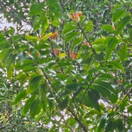 Erythroxylum laurifolium Bois de rongue Erythroxylaceae Endémique La Réunion, Maurice 44.jpeg