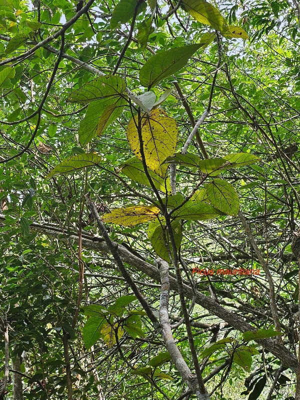 Ficus mauritiana Affouche rouge Moraceae  Endémique La Réunion, Maurice 09.jpeg