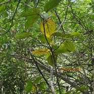 Ficus mauritiana Affouche rouge Moraceae  Endémique La Réunion, Maurice 09.jpeg