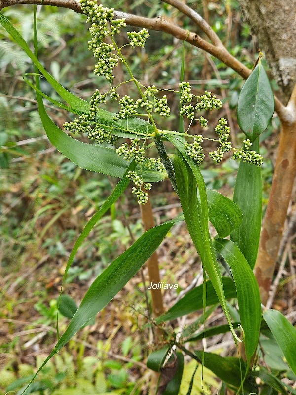 Flagellaria indica Jolilave Flagellar iaceae Indigène La Réunion 221.jpeg