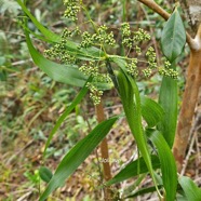 Flagellaria indica Jolilave Flagellar iaceae Indigène La Réunion 221.jpeg