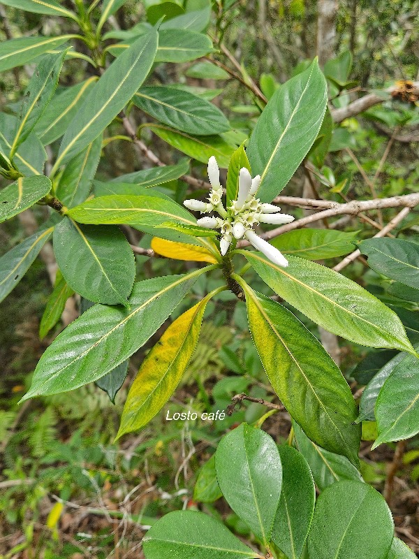 Gaertnera vaginata Losto cafe? Rubi aceae Endémique La Réunion 59.jpeg