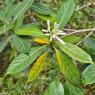 Gaertnera vaginata Losto cafe? Rubi aceae Endémique La Réunion 59.jpeg