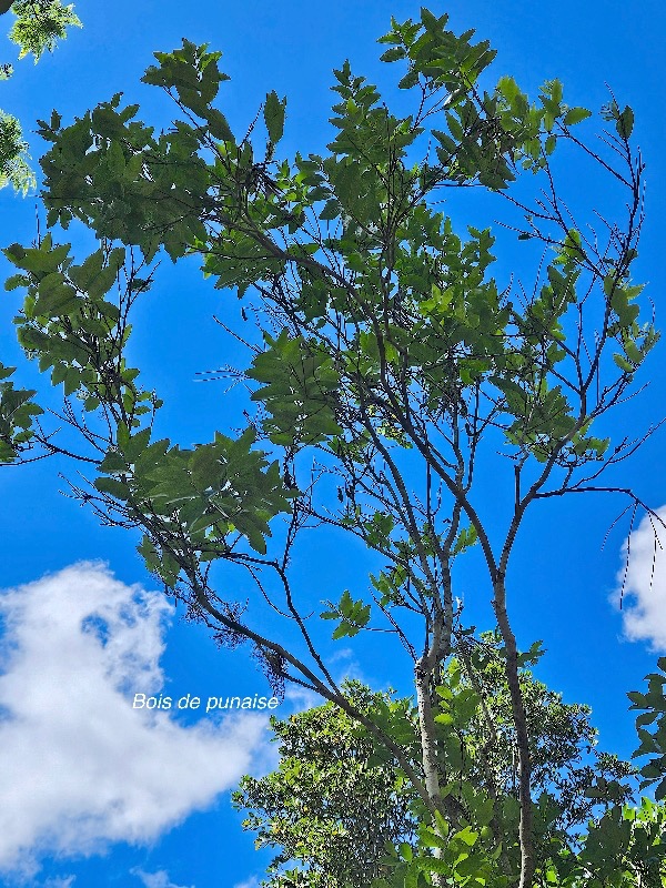 Grangeria borbonica Bois de punaise Chrysobala naceae Endémique La Réunion, Maurice 37.jpeg