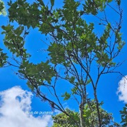 Grangeria borbonica Bois de punaise Chrysobala naceae Endémique La Réunion, Maurice 37.jpeg