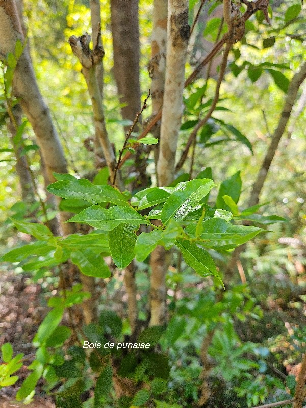 Grangeria borbonica Bois de punaise Chrysobala naceae Endémique La Réunion, Maurice 58.jpeg