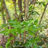 Grangeria borbonica Bois de punaise Chrysobala naceae Endémique La Réunion, Maurice 58.jpeg