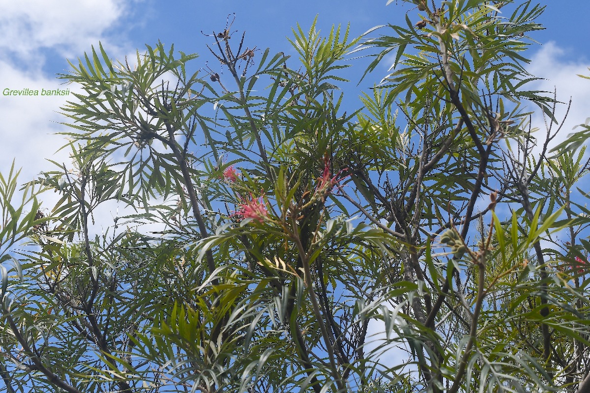 Grevillea banksii Proteacea Potentiellement envahissant 3671.jpeg