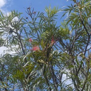 Grevillea banksii Proteacea Potentiellement envahissant 3671.jpeg