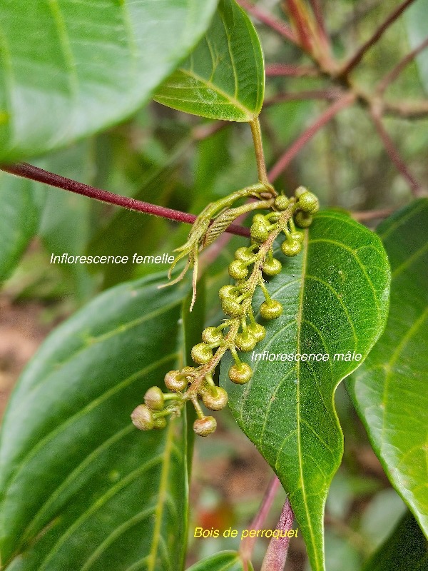 Hancea Integrifolia Bois de perroquet Euphorbi aceae Endémique La Réunion , Maurice 27.jpeg