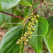 Hancea Integrifolia Bois de perroquet Euphorbi aceae Endémique La Réunion , Maurice 27.jpeg