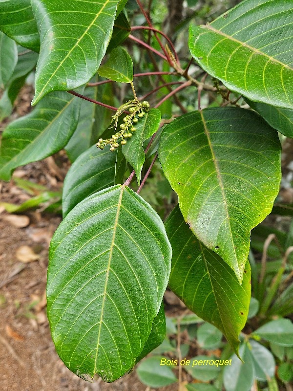 Hancea integrifolia Bois de perroquet Euphorbiaceae Endémique La Réunion, Maurice 19.jpeg