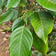 Hancea integrifolia Bois de perroquet Euphorbiaceae Endémique La Réunion, Maurice 19.jpeg