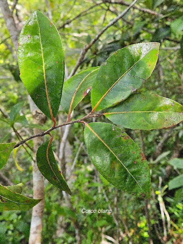 Homalium paniculatum Corce blanc Salicace ae Endémique La Réunion, Maurice 31.jpeg