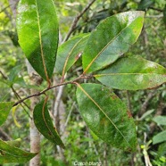 Homalium paniculatum Corce blanc Salicace ae Endémique La Réunion, Maurice 31.jpeg