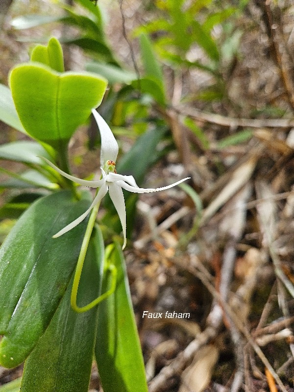 Jumellea recta Faux faham Orchidac eae Endémique Mascareignes 07.jpeg