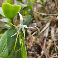 Jumellea recta Faux faham Orchidac eae Endémique Mascareignes 07.jpeg