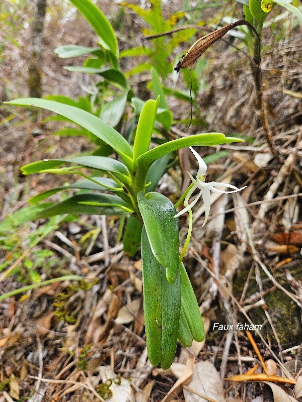 Jumellea recta Faux faham Orchidac eae Endémique Mascareignes 48.jpeg