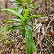 Jumellea recta Faux faham Orchidac eae Endémique Mascareignes 48.jpeg