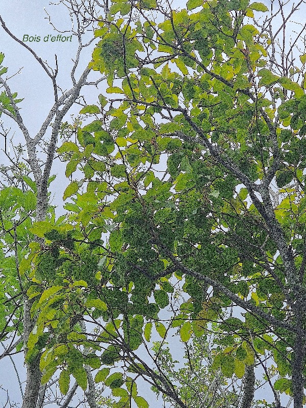 Olax psittacorum Bois d'effort Olacaceae  Endémique  La Réunion, Maurice 05.jpeg