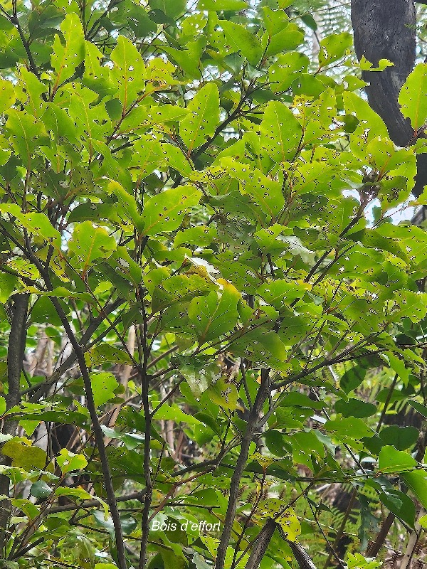 Olax psittacorum Bois d'effort Olacaceae  Endémique La Réunion, Maurice 02.jpeg