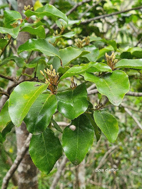 Olax psittacorum Bois d'effort Olacaceae  Endémique La Réunion, Maurice 57.jpeg