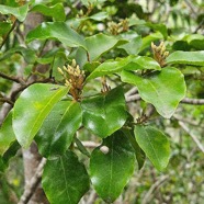 Olax psittacorum Bois d'effort Olacaceae  Endémique La Réunion, Maurice 57.jpeg