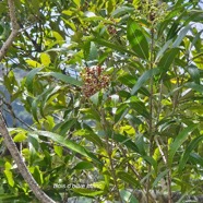 Olea lancea Bois d'olive blanc Oleaceae Indigène La Réunion 32.jpeg