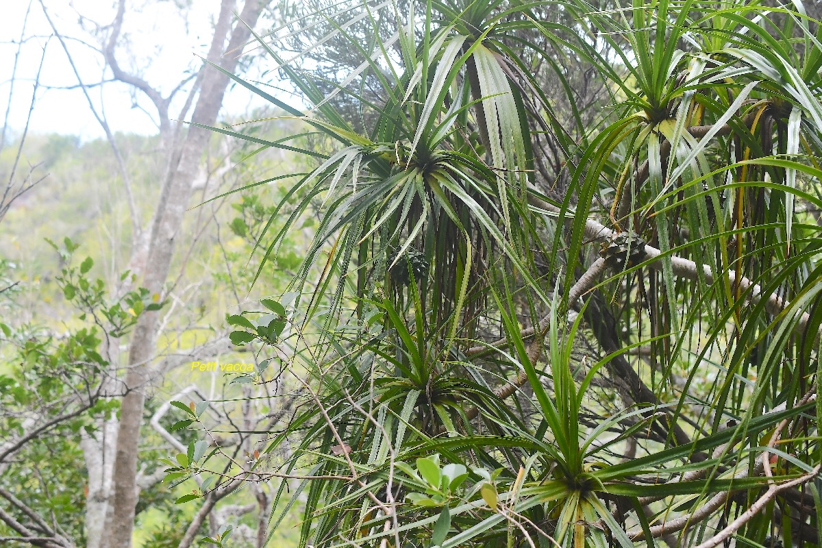 Pandanus sylvestris Petit vacoa Pandan aceae Endémique La Réunion 3680.jpeg