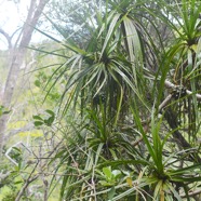 Pandanus sylvestris Petit vacoa Pandan aceae Endémique La Réunion 3680.jpeg