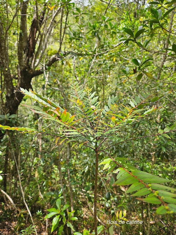 Phyllanthus phillyreifolius Bois de cafrine Phyll anthaceae Endémique La Réunion, Maurice 027.jpeg