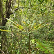 Phyllanthus phillyreifolius Bois de cafrine Phyll anthaceae Endémique La Réunion, Maurice 027.jpeg