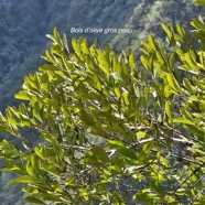 Pleurostylia pachyphloea Bois d'olive gros pe au Celastraceae Endémique La Réunion 09.jpeg