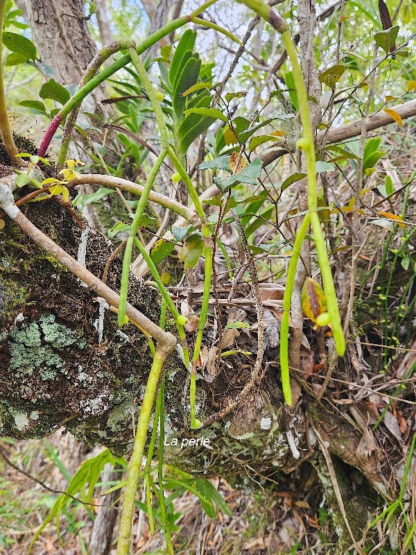 Rhipsalis baccifera La Perle Cacta ceae Indigène La Réunion 856.jpeg