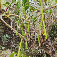 Rhipsalis baccifera La Perle Cacta ceae Indigène La Réunion 856.jpeg