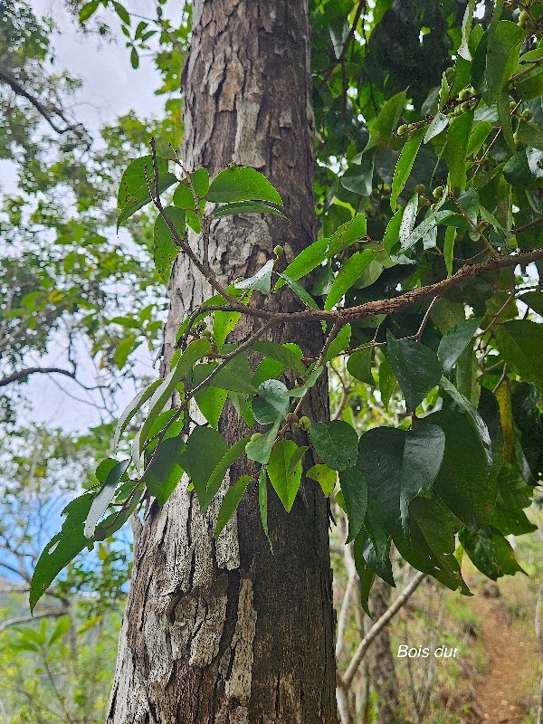 Securinega durissima Bois dur Phyllan thaceae Indigène La Réunion 49.jpeg